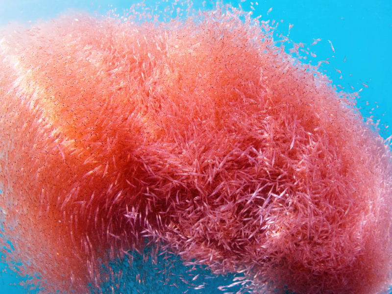 Krill_in_water (1)-1