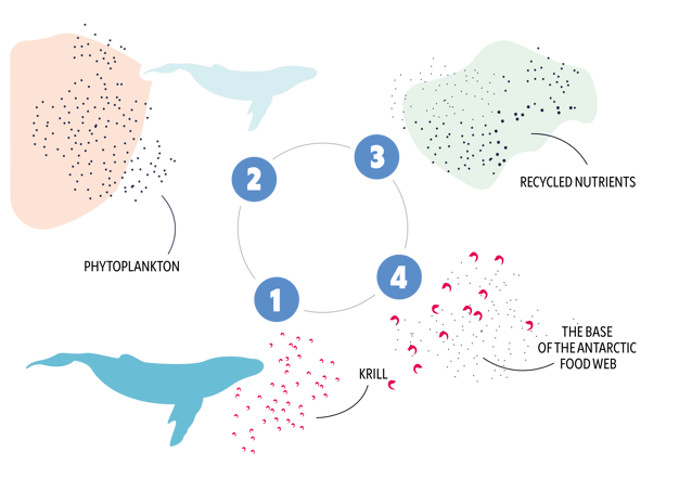 UtenWhitespace_Whale_pump