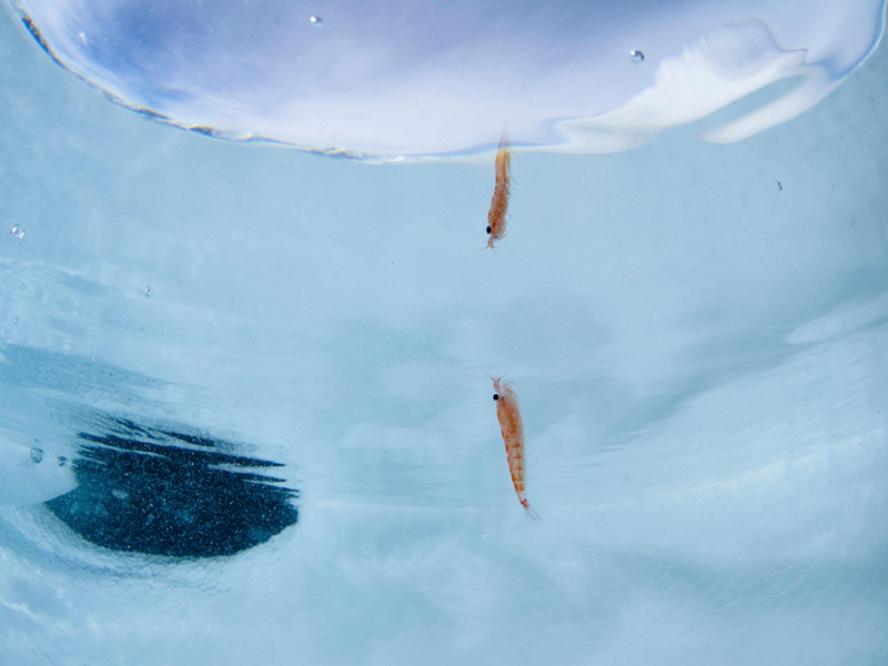 KRILL_800X600