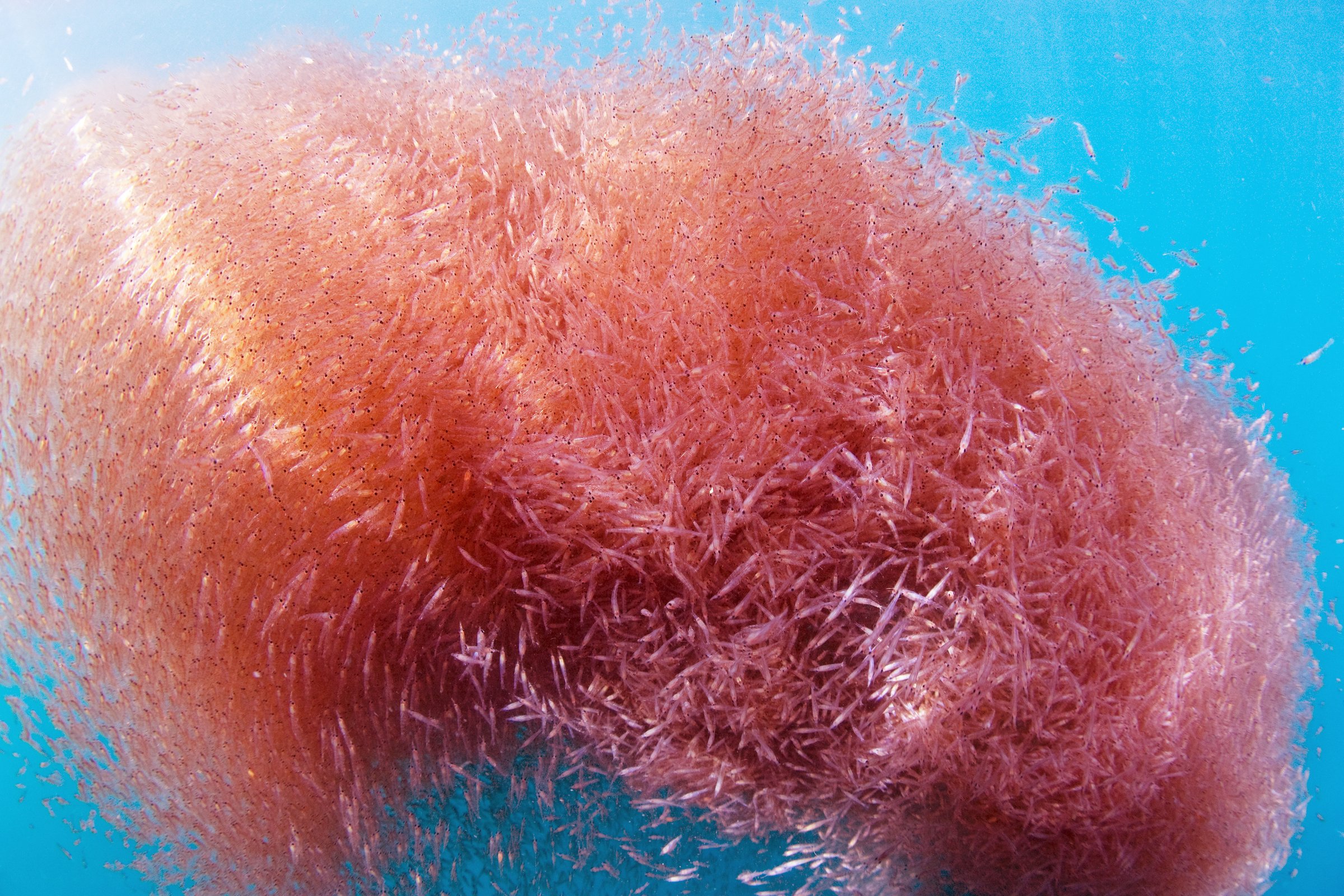 Dense red swarm of Antarctic krill in open water