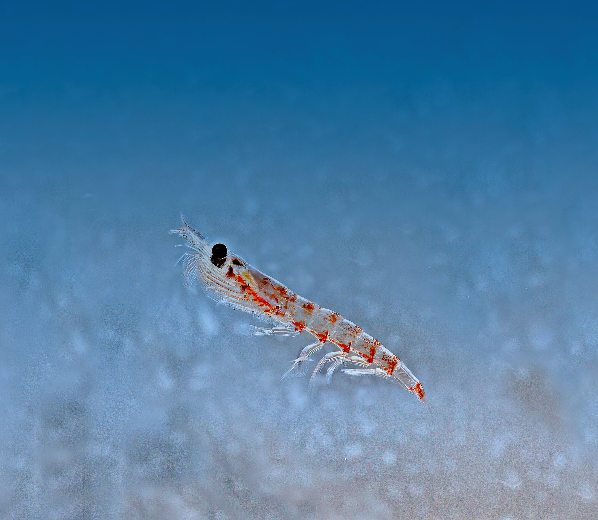 Close-up of a single Antarctic krill showing its red pigment