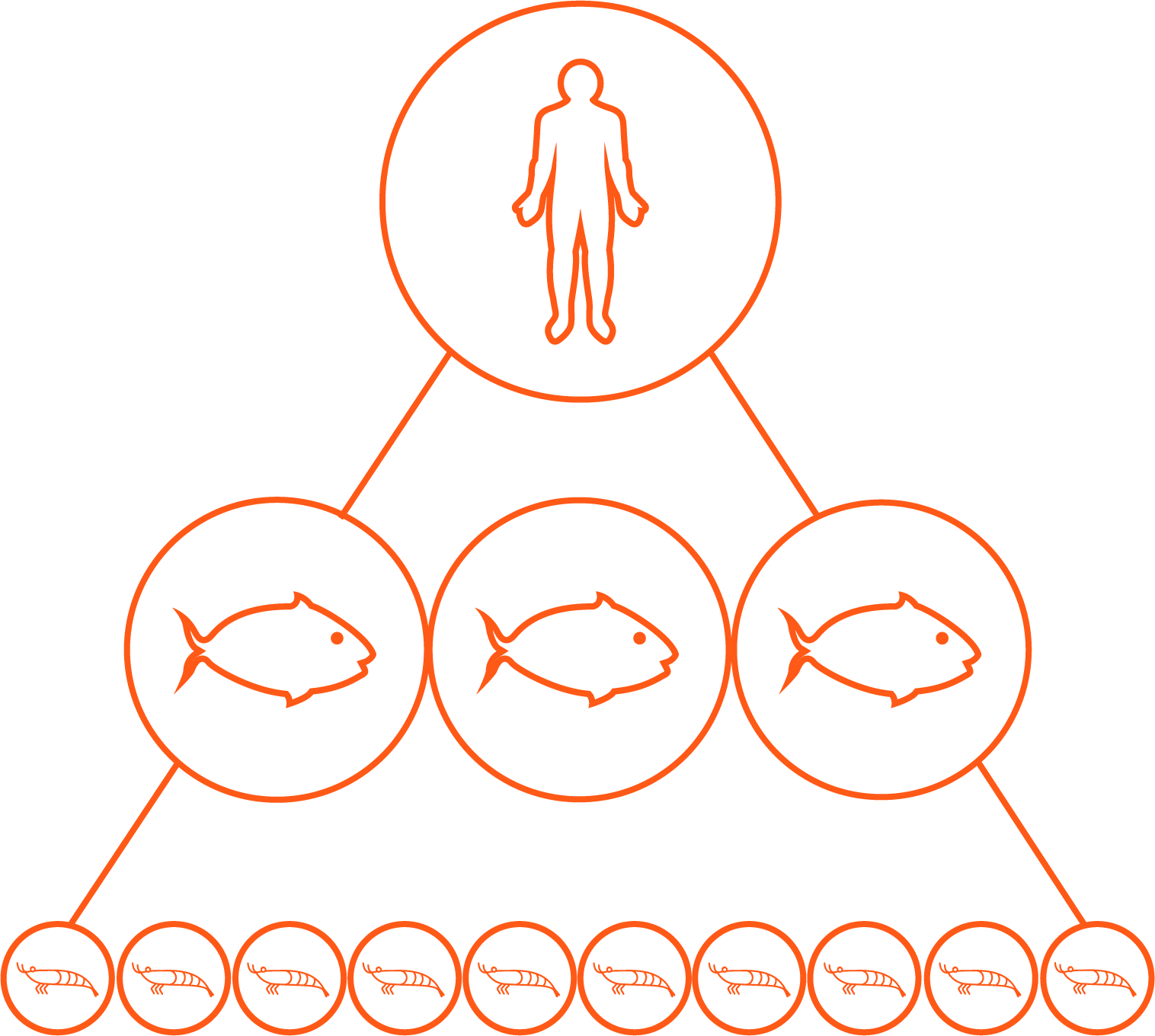 Illustration of how krill feeds fish and fish feed people: ten krill support three fish, which support one person