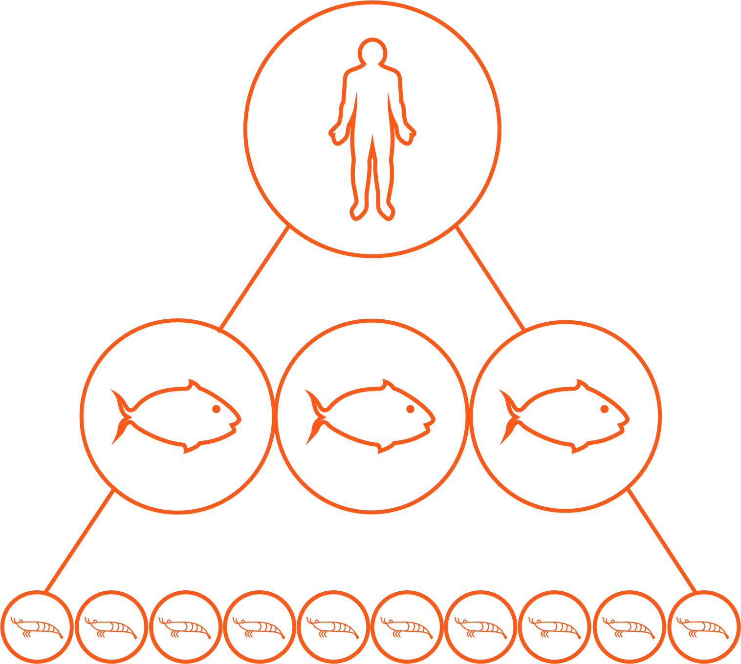 Illustration of how krill feeds fish and fish feed people: ten krill support three fish, which support one person